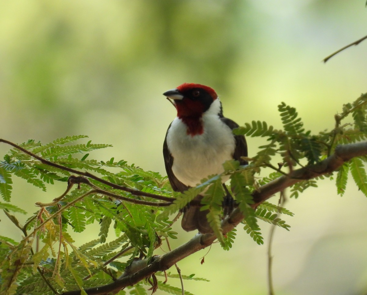 Masked Cardinal - ML633767020