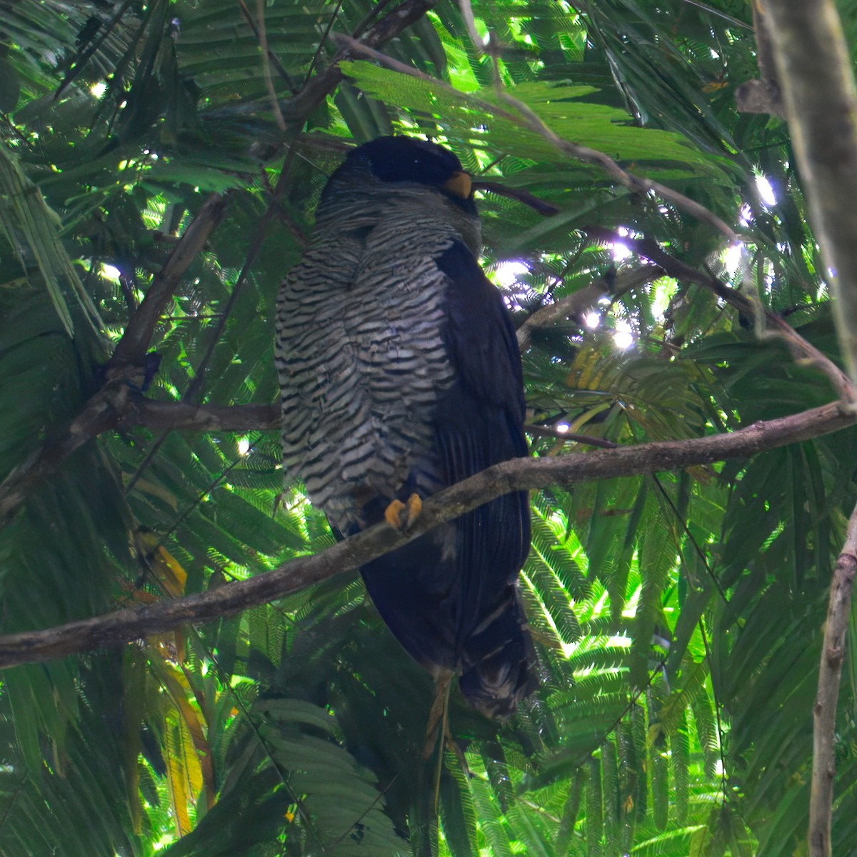 Black-and-white Owl - ML633767033