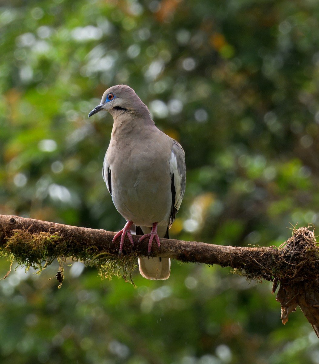 White-winged Dove - ML633767169