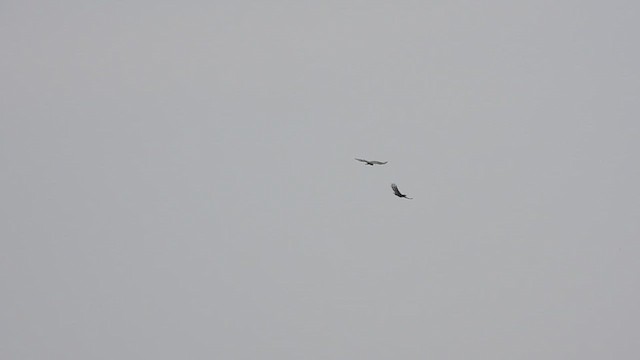 Crested Serpent-Eagle - ML633767414