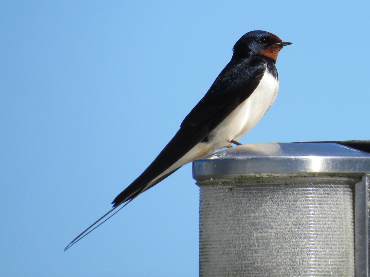 Barn Swallow - Cathy Wennerth