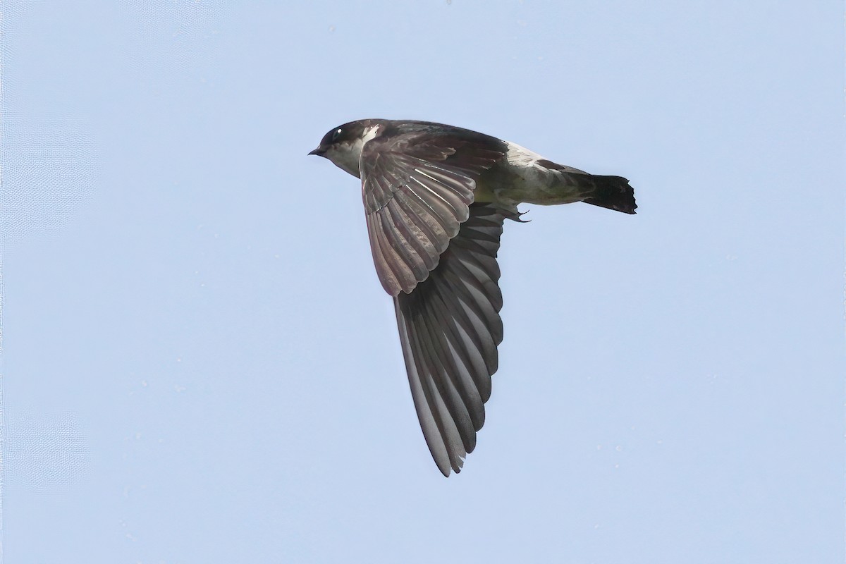 Asian House-Martin - ML633767675