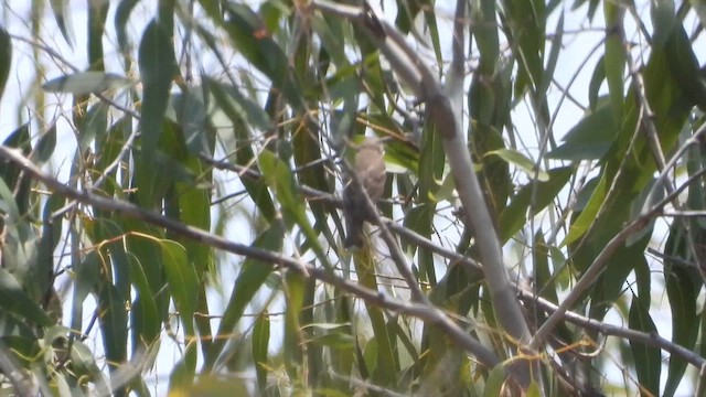 Yellow-throated Sparrow - ML633767685