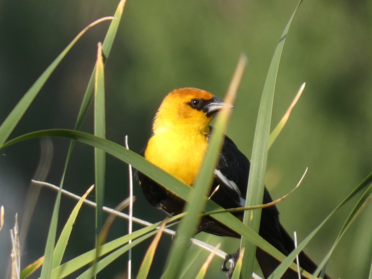 Yellow-headed Blackbird - ML633767818