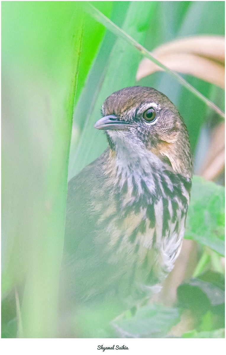 Marsh Babbler - ML633767830