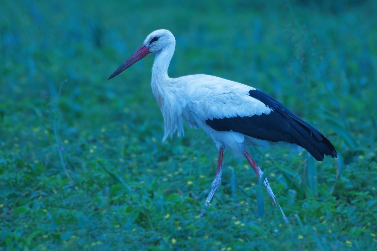 Cigogne blanche - ML633767886