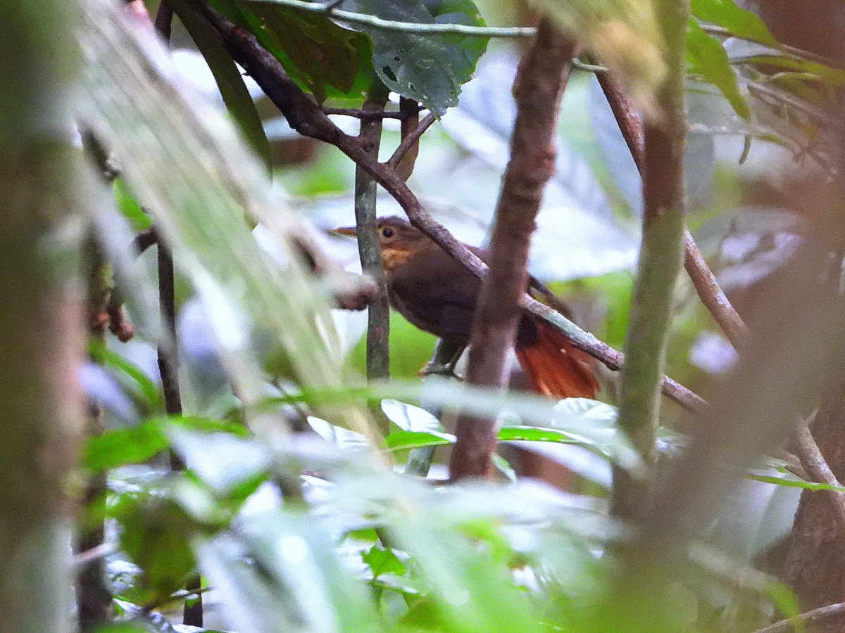 Ochre-throated Foliage-gleaner - ML633768341