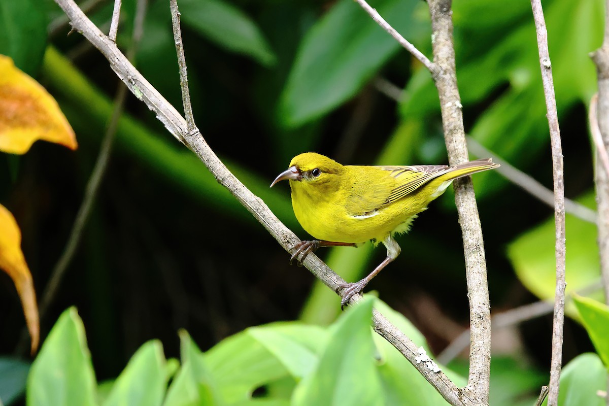 Amakihi de Oahu - ML633768397