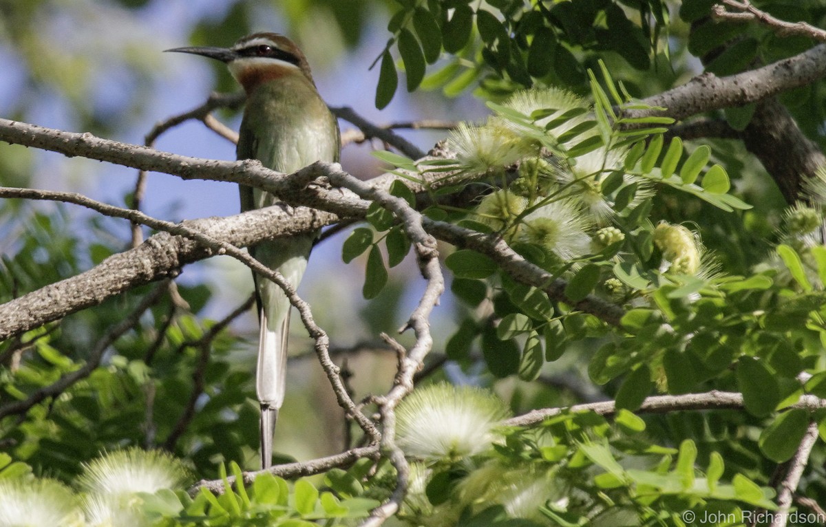 Olive Bee-eater - ML633768683