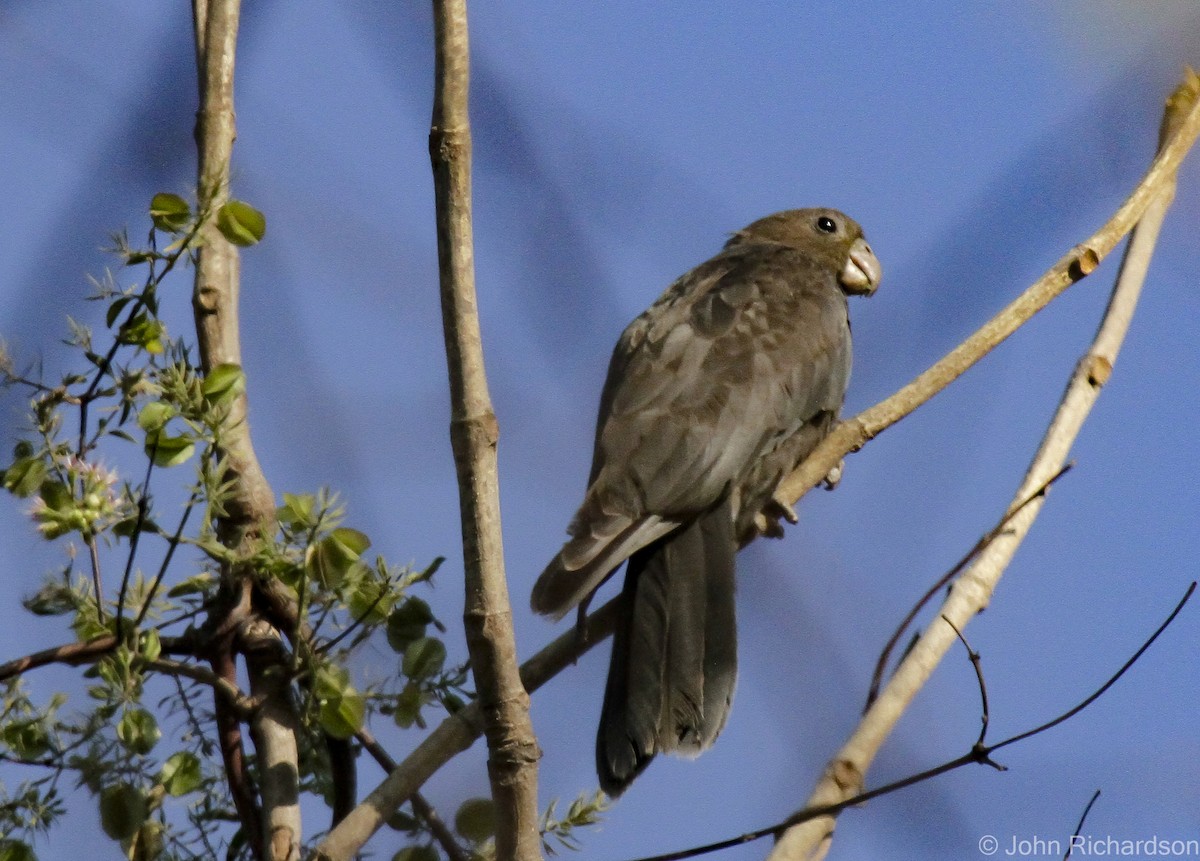 Lesser Vasa Parrot - ML633768740