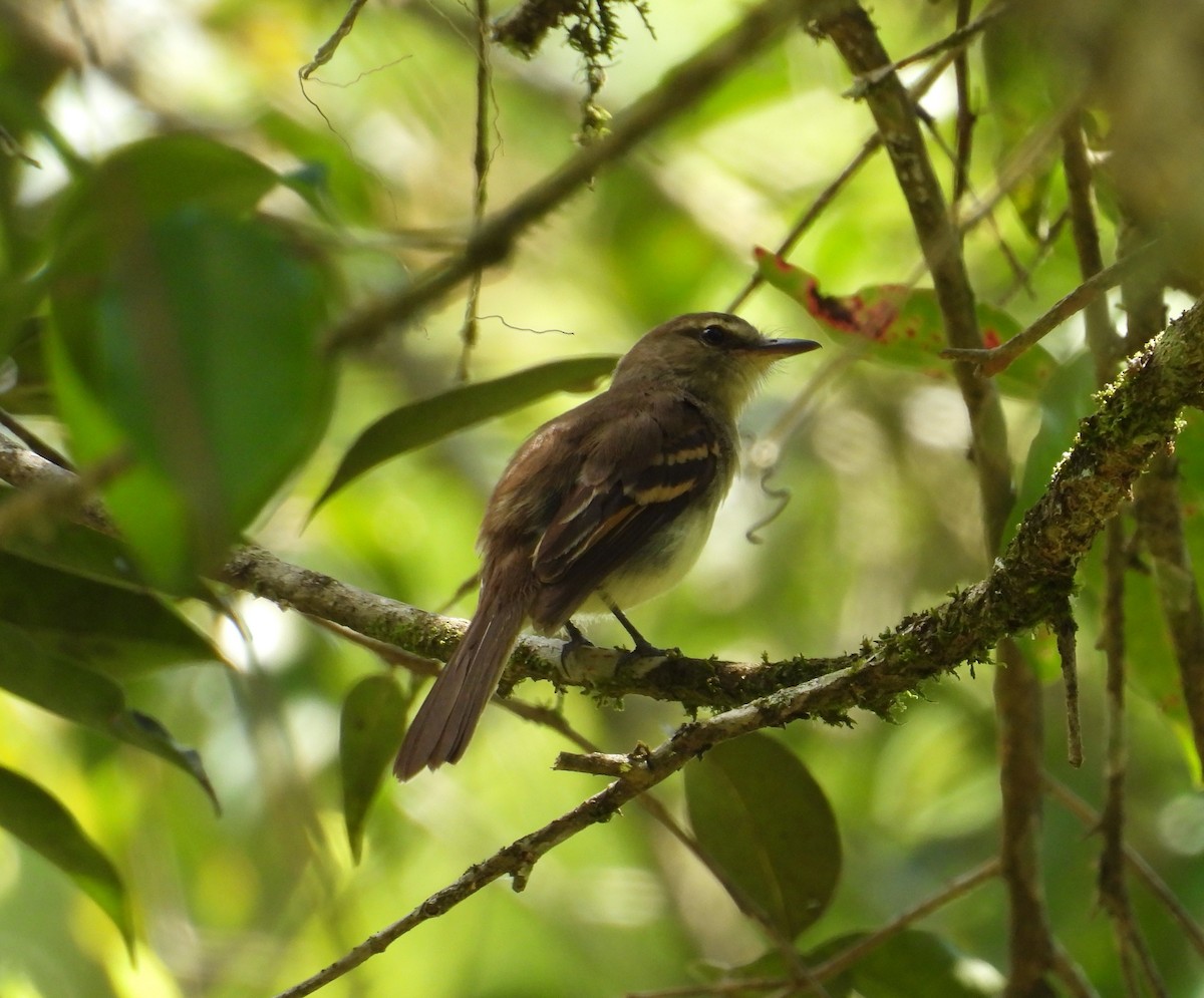 Fuscous Flycatcher - ML633768851