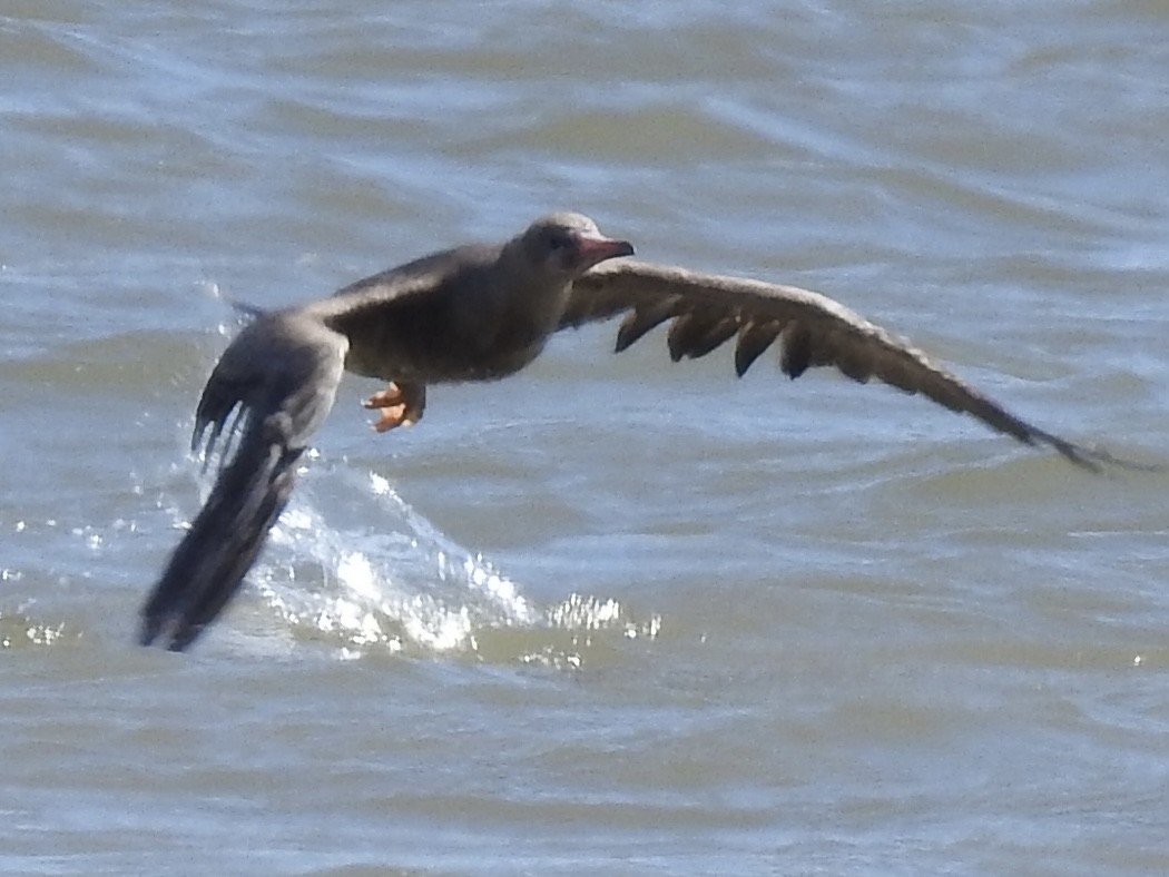 Red-footed Booby - ML633768874