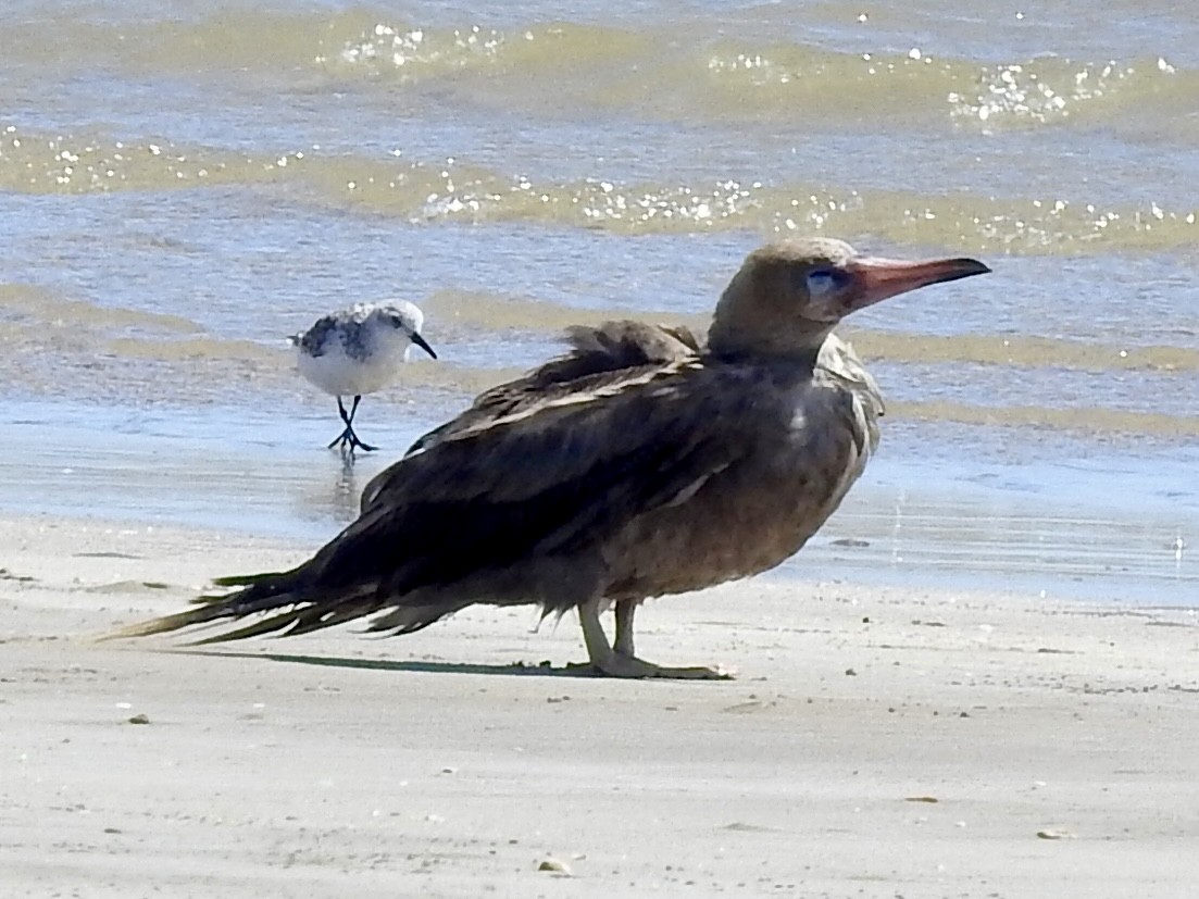 Red-footed Booby - ML633768875