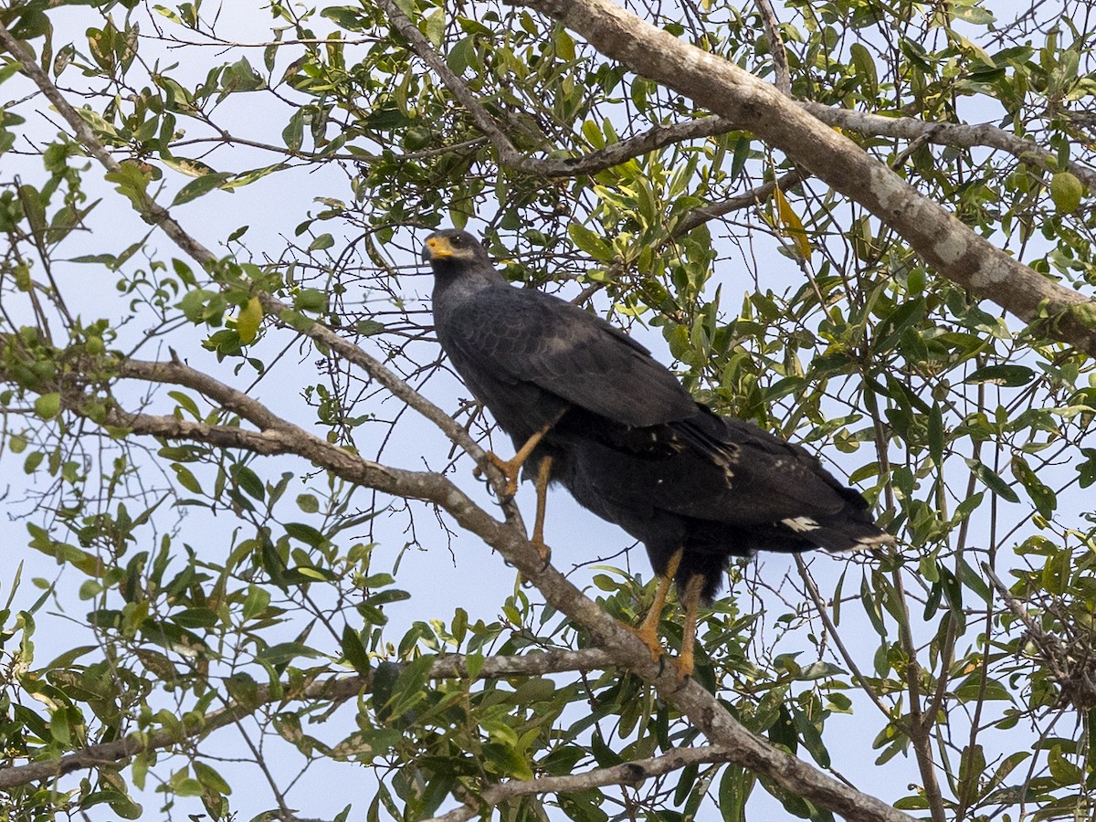 Common Black Hawk (Common) - ML633768955