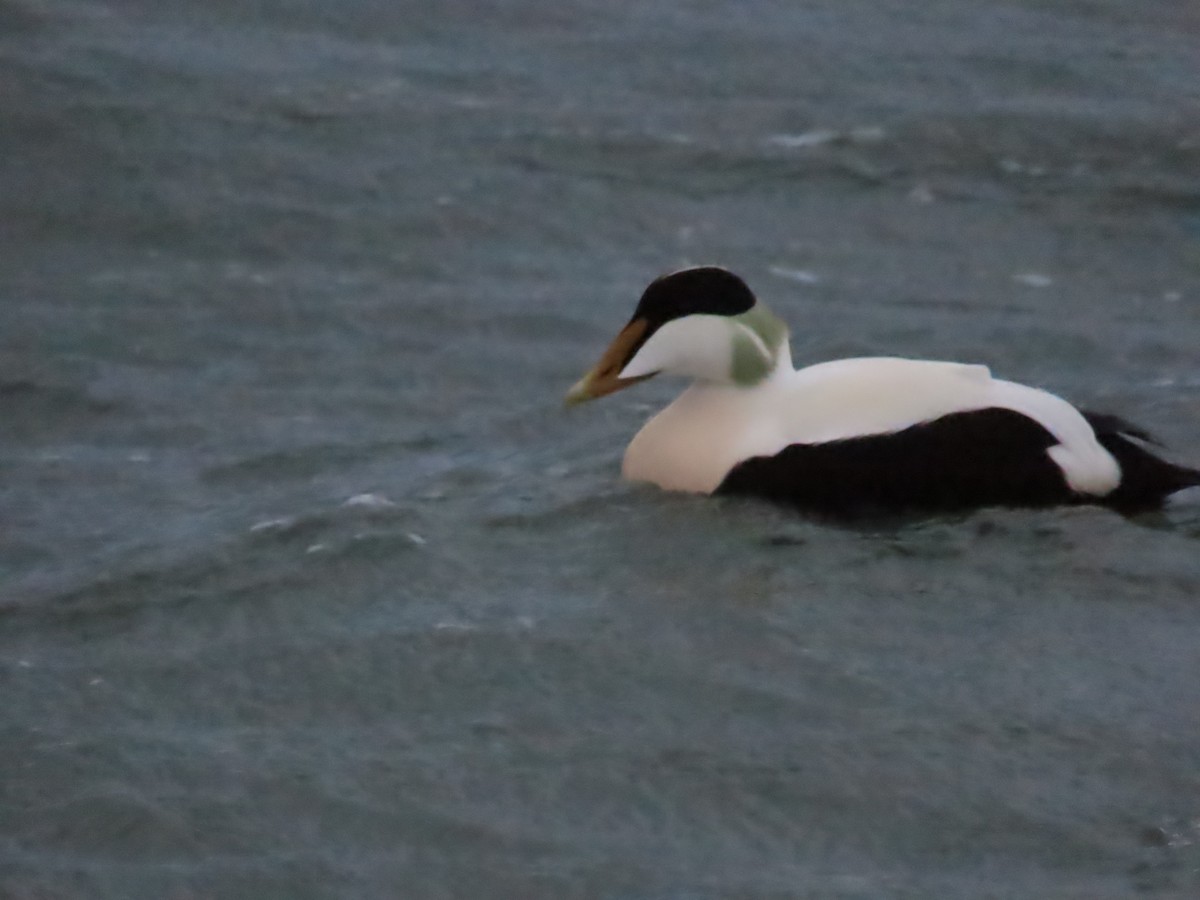 Common Eider - ML633768968