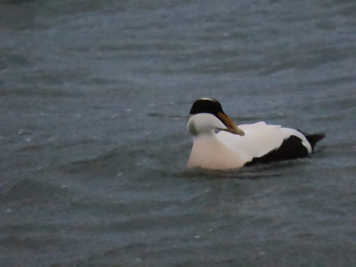 Common Eider - ML633768972