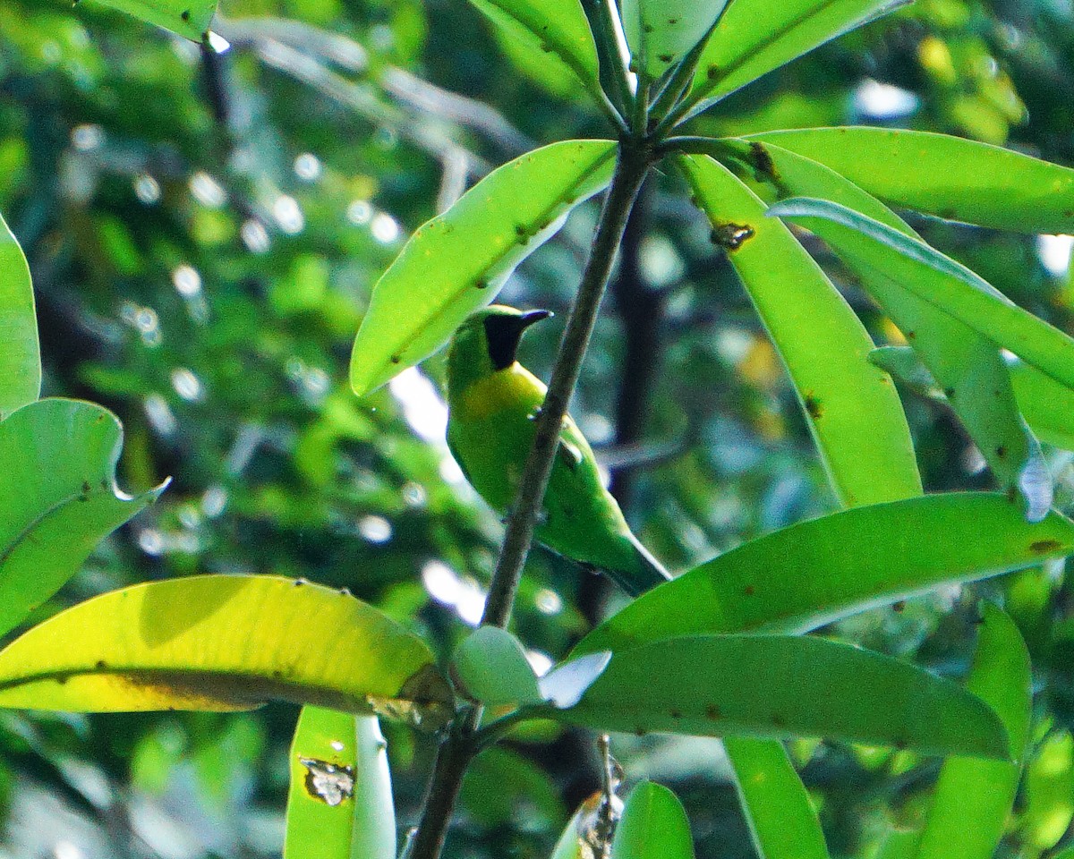 Javan Leafbird - ML633768982