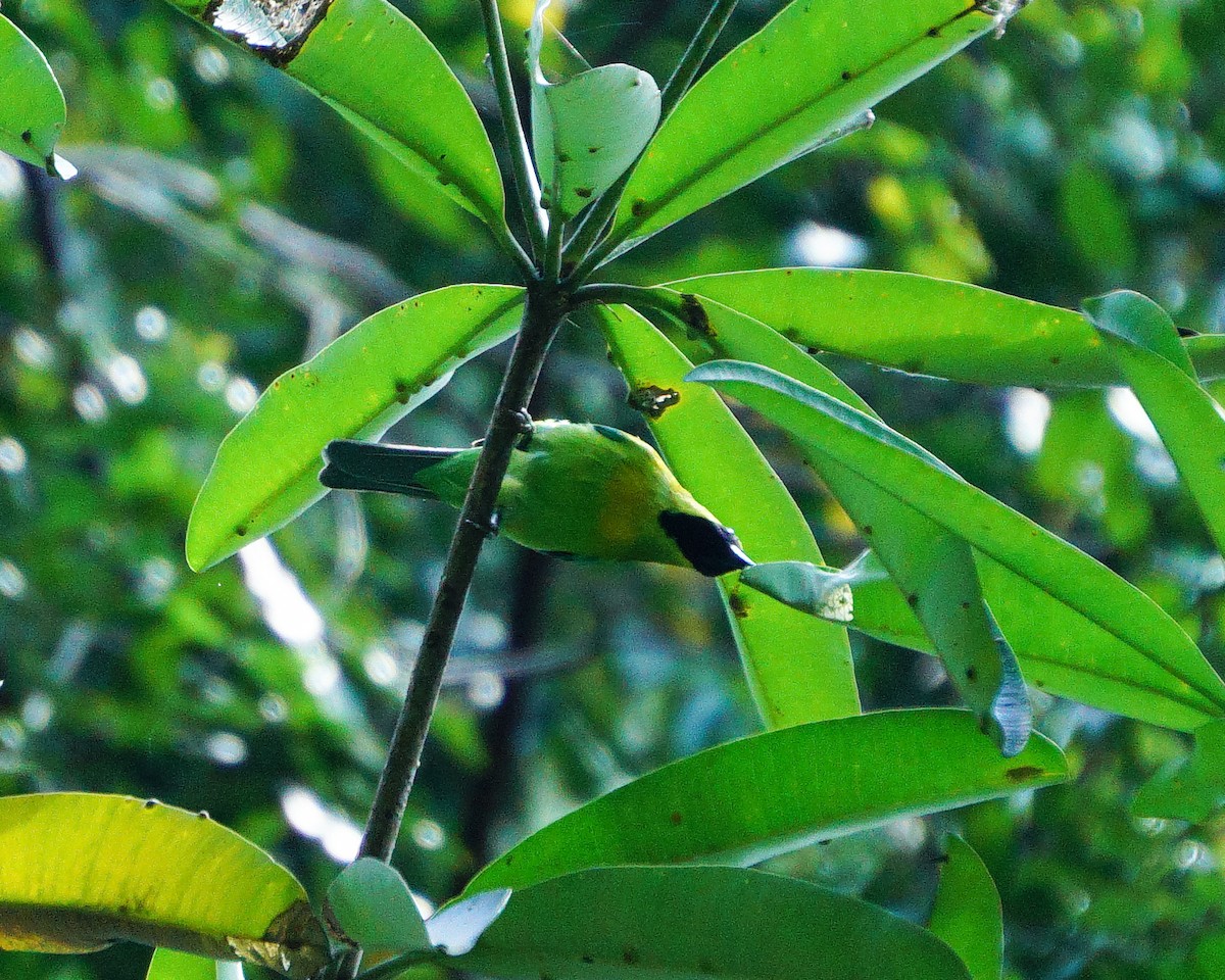 Javan Leafbird - ML633768983