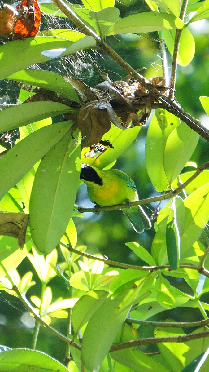 Javan Leafbird - ML633768984