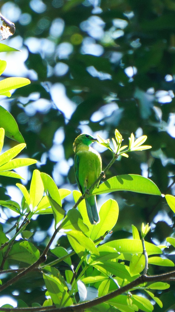 Javan Leafbird - ML633768985