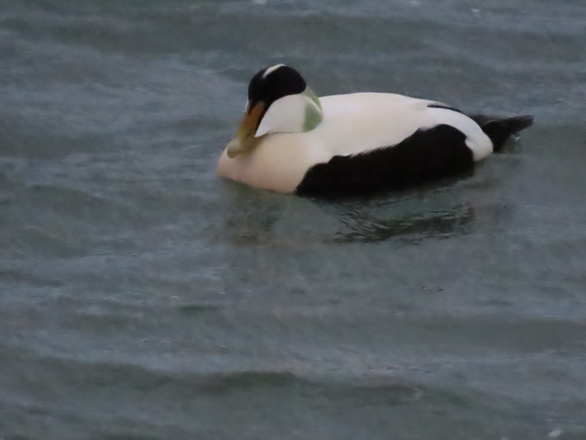 Common Eider - ML633768989