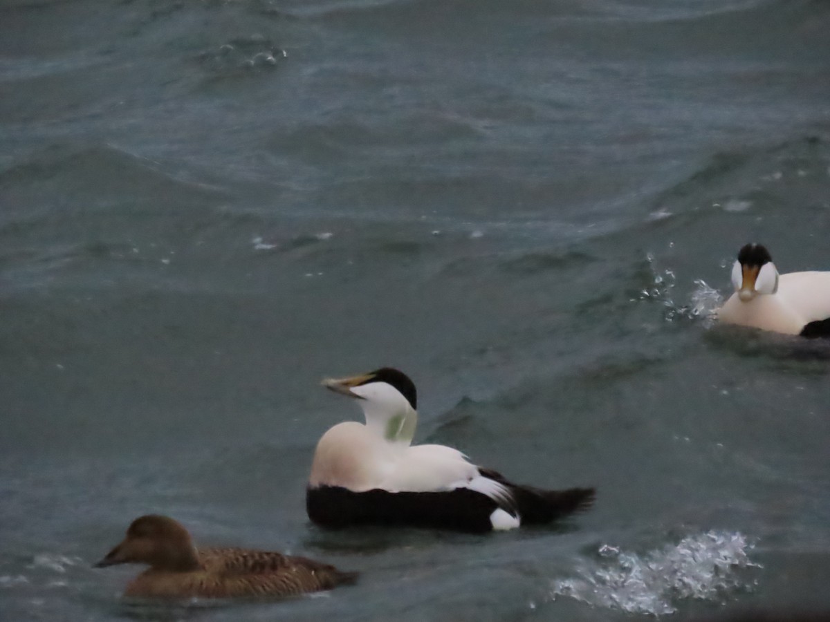 Common Eider - ML633769001