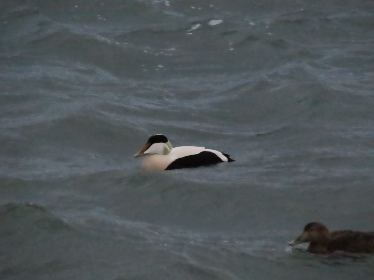 Common Eider - ML633769017
