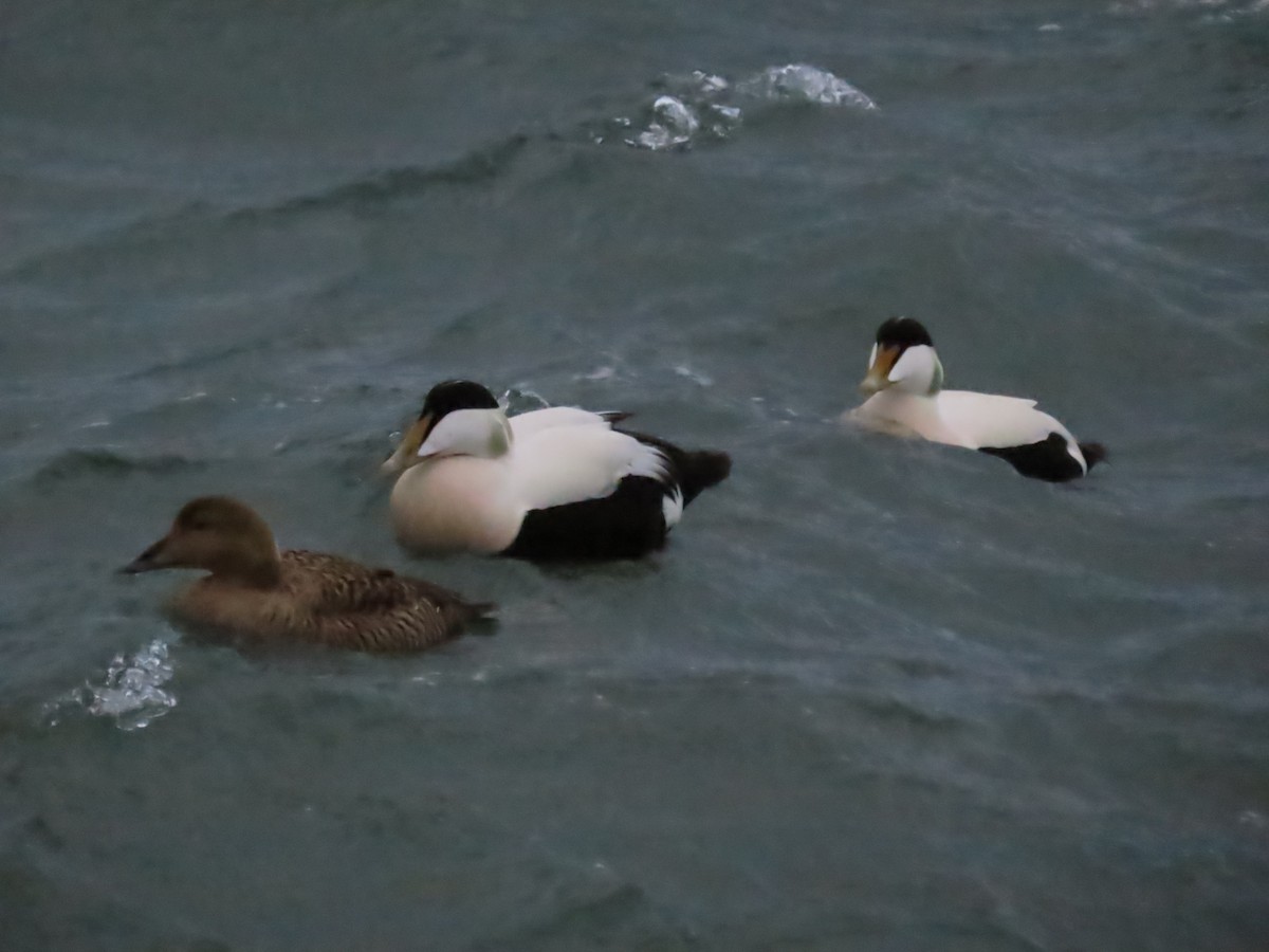 Common Eider - ML633769037