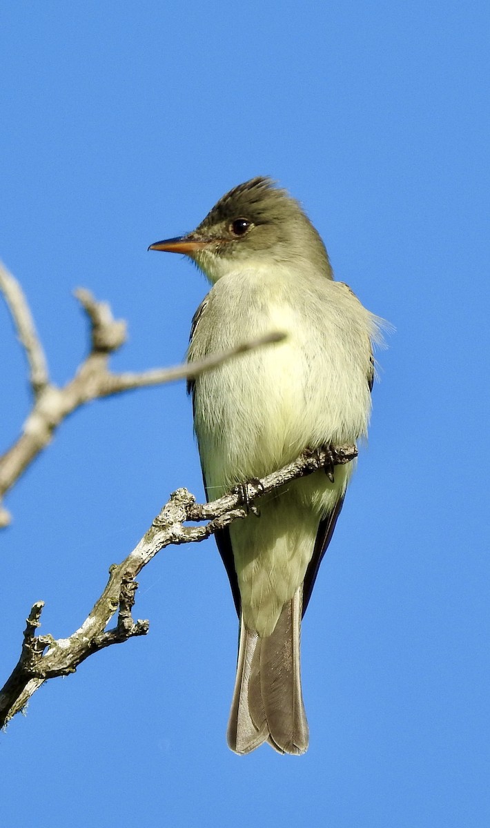 Eastern Wood-Pewee - ML633769052