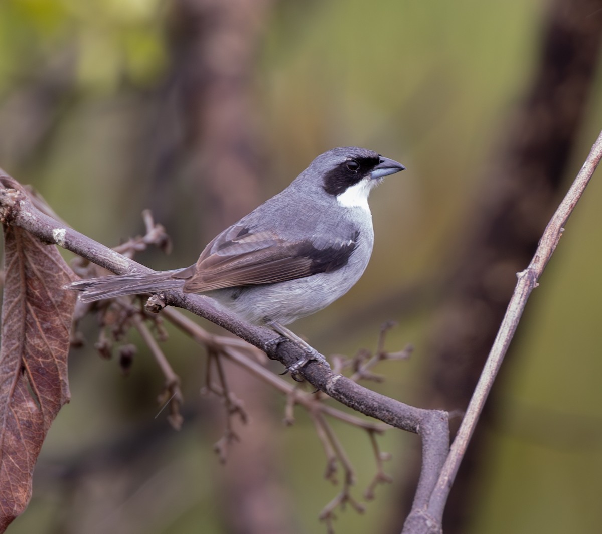 White-banded Tanager - ML633769059