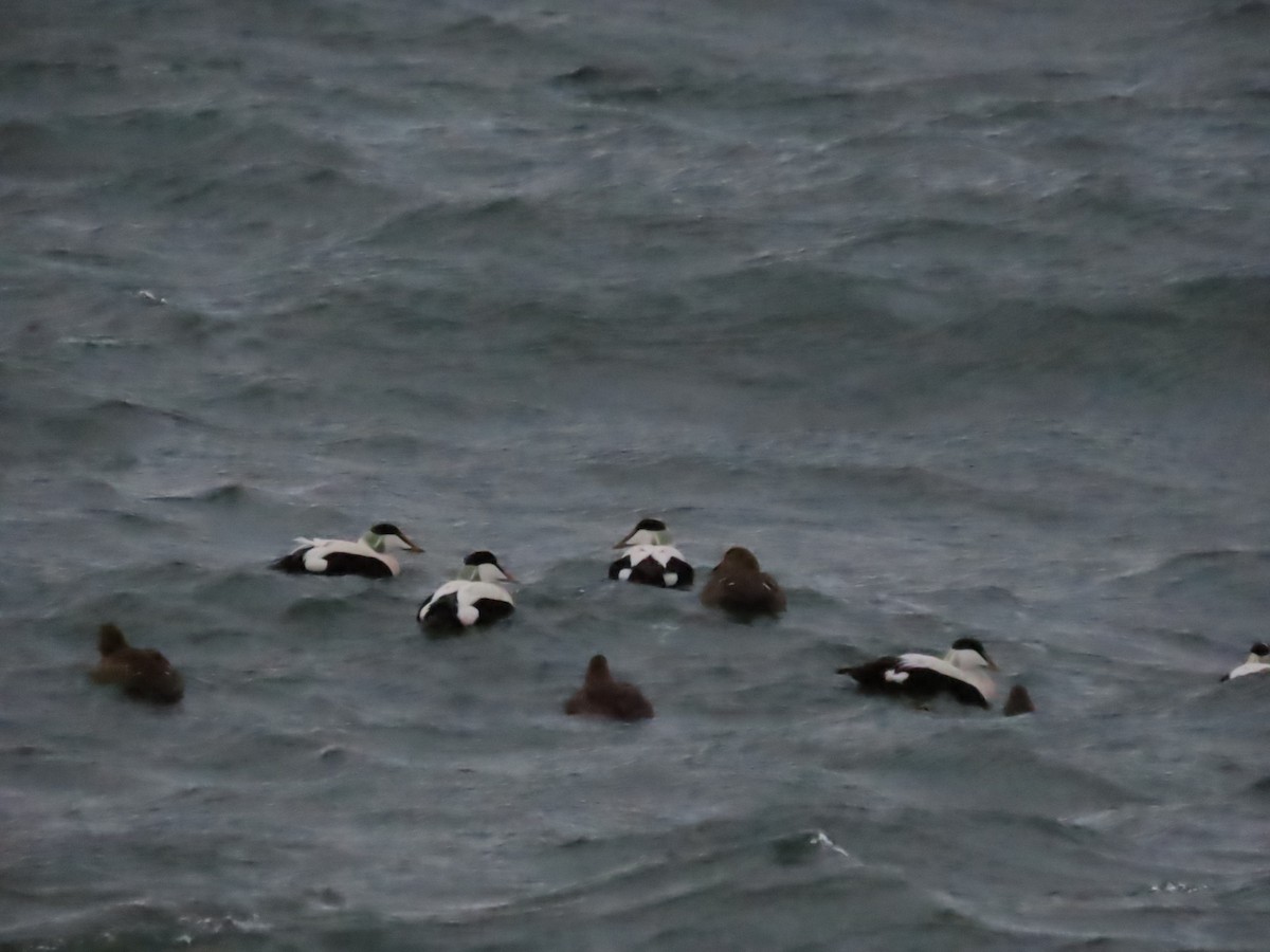 Common Eider - ML633769063