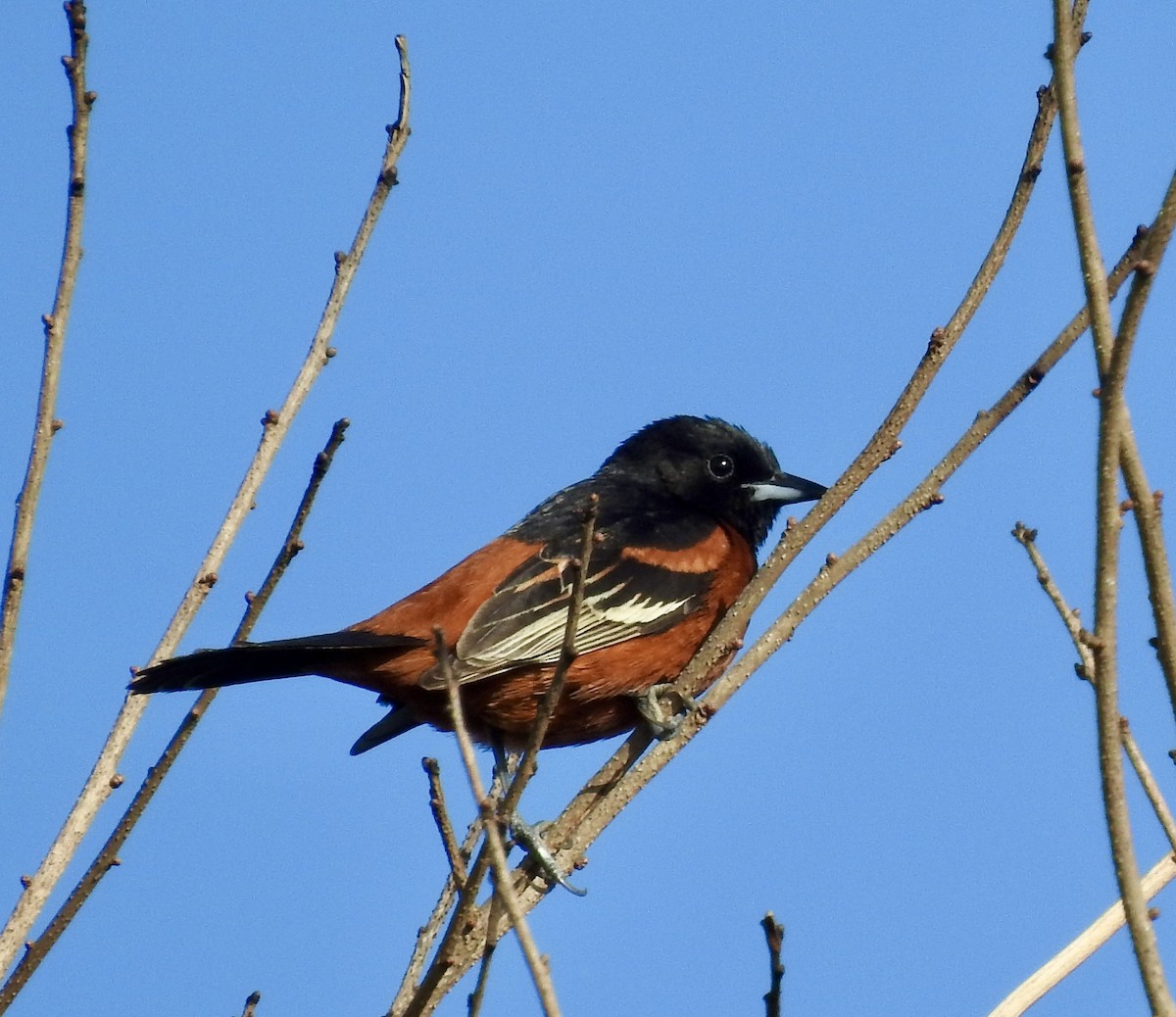 Orchard Oriole - ML633769071
