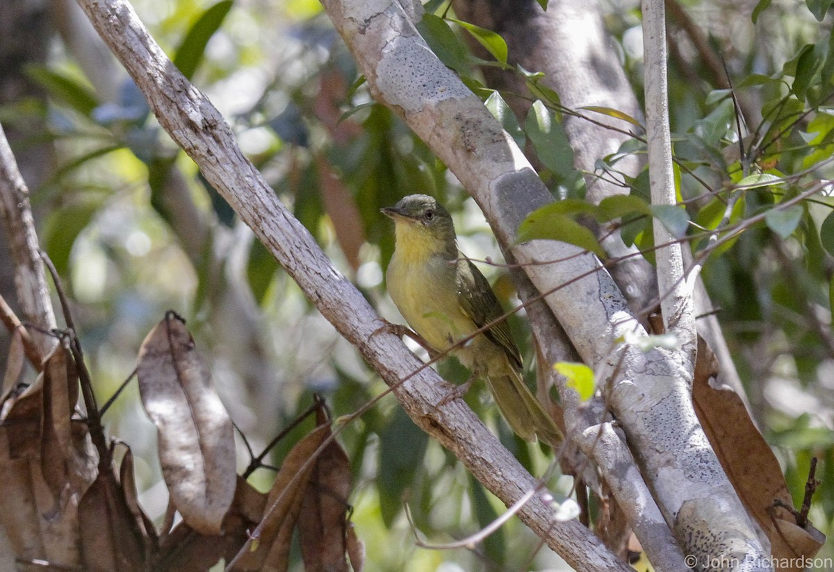 Long-billed Bernieria - ML633769147