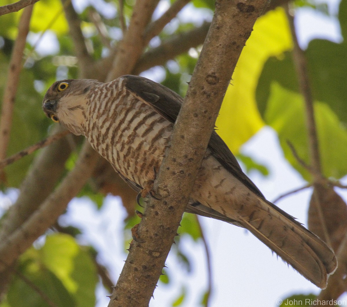 Malagasy Kestrel - ML633769161