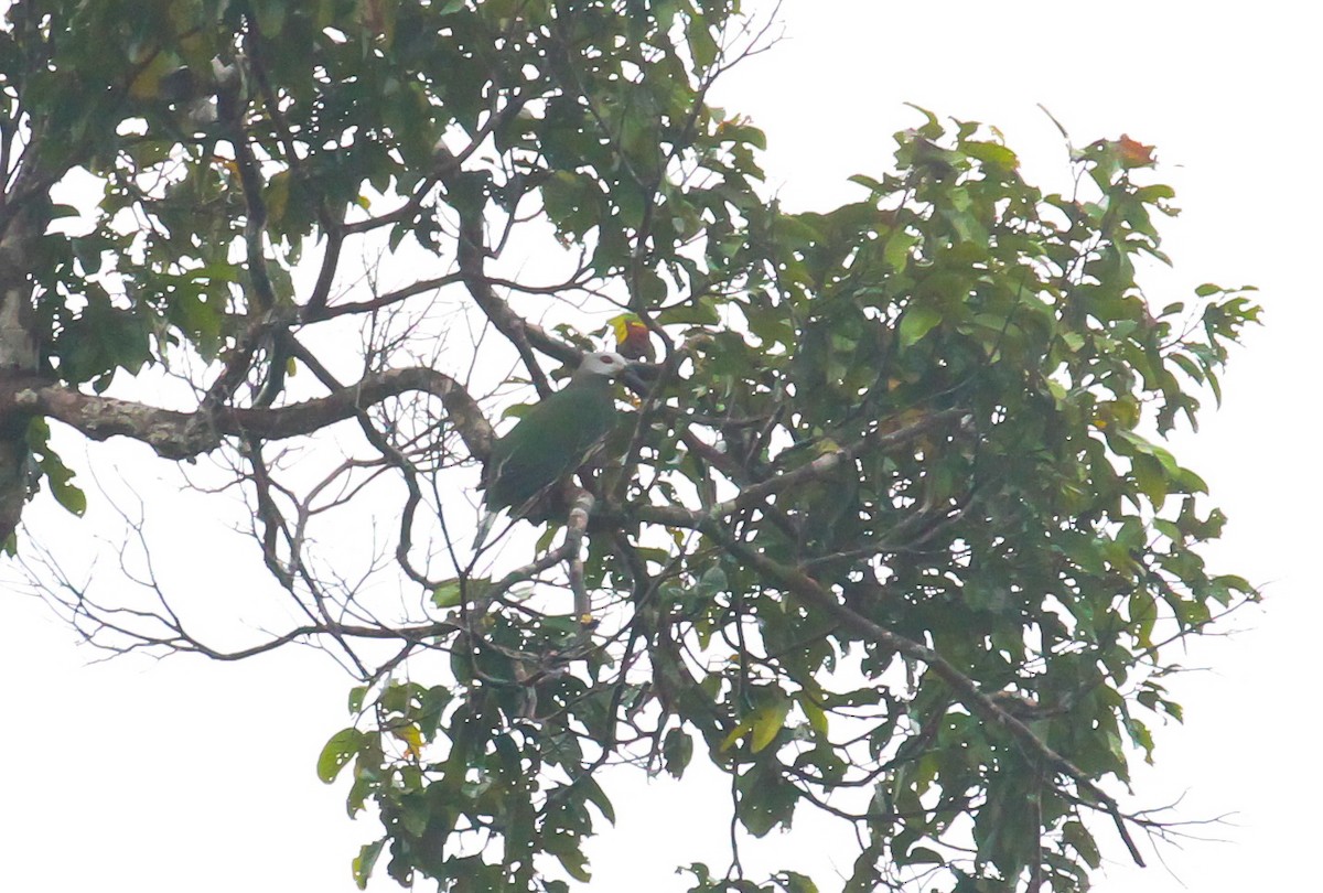 Pink-bellied Imperial-Pigeon - ML633769305