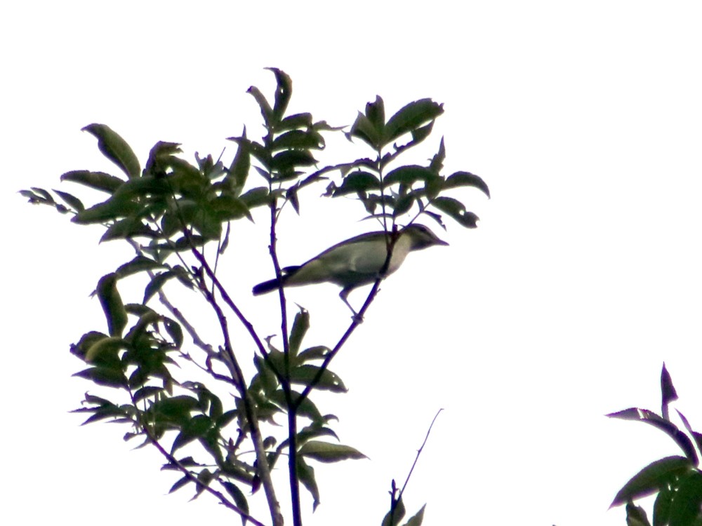 Rotaugenvireo - ML63376931