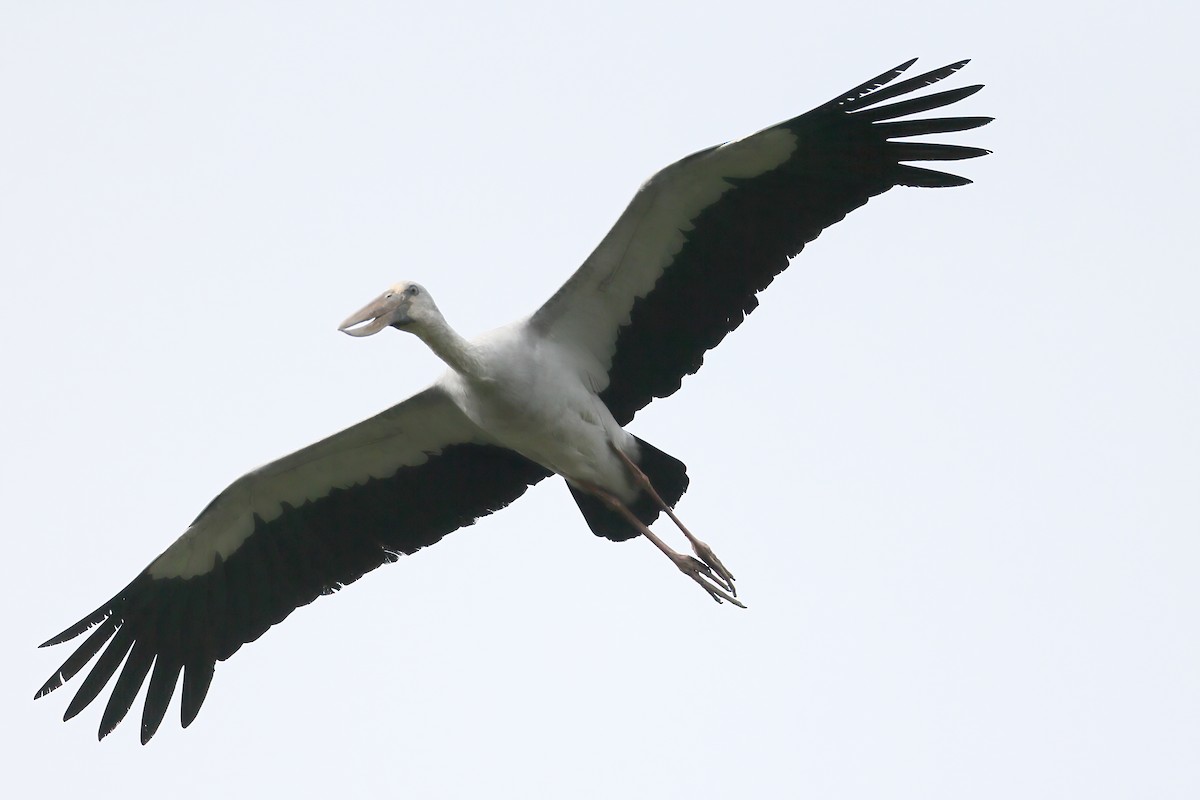 Asian Openbill - ML633769550