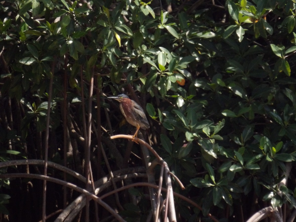Koartzatxo berdea - ML633769581