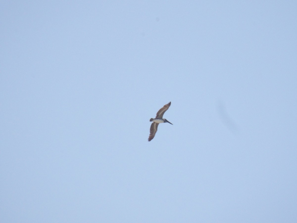 Brown Pelican - ML633769595