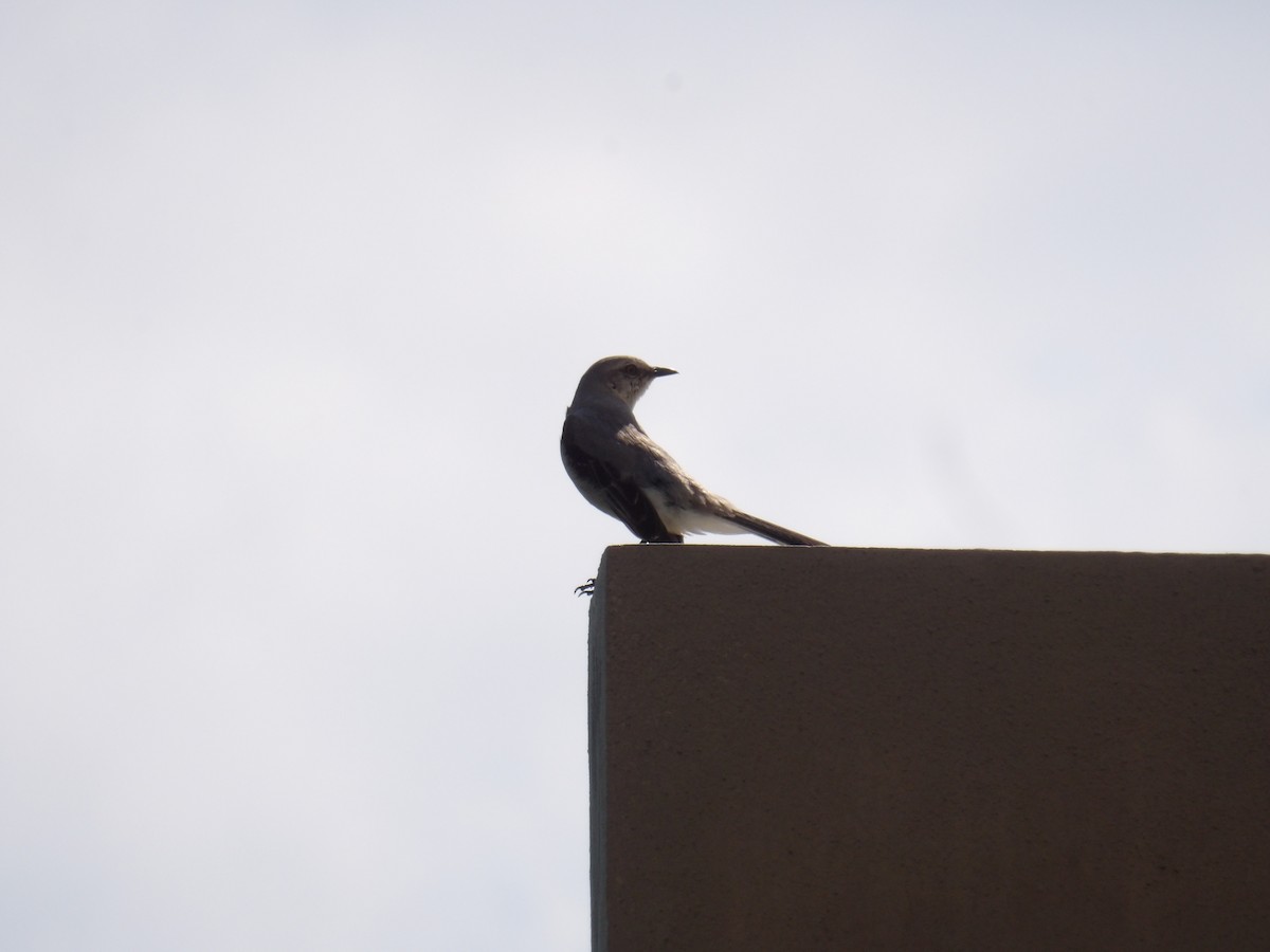 Tropical Mockingbird - ML633769668