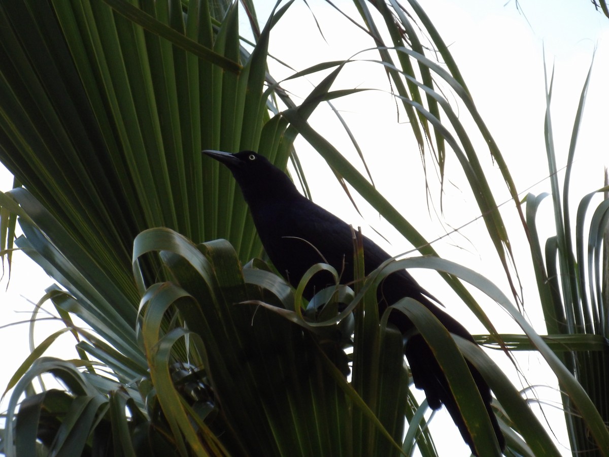 Great-tailed Grackle - ML633769704