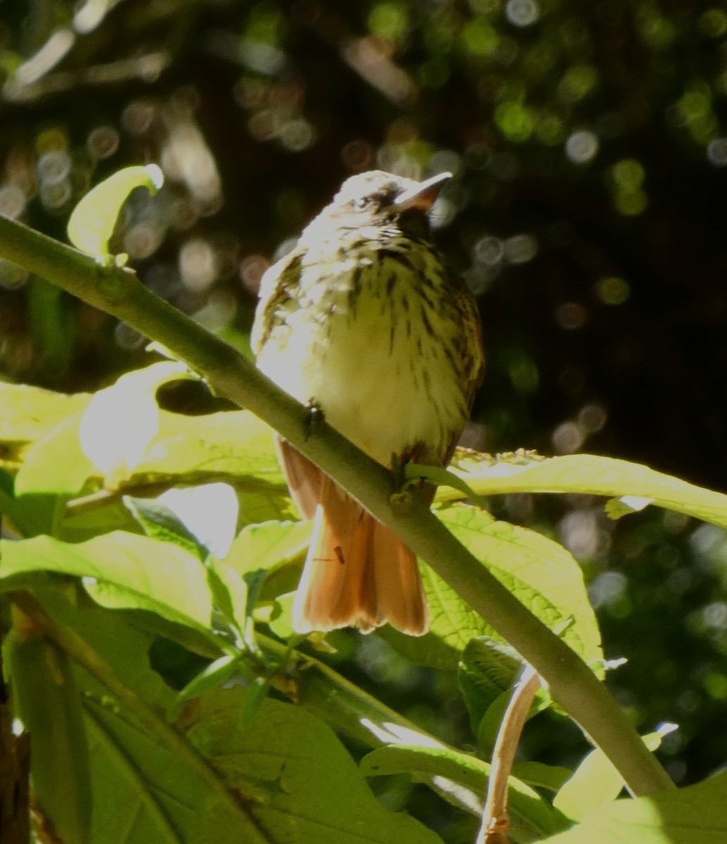 Sulphur-bellied Flycatcher - Carolina  Tosta Mayoral