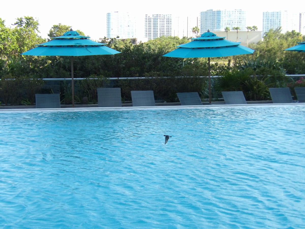 Mangrove Swallow - ML633769844