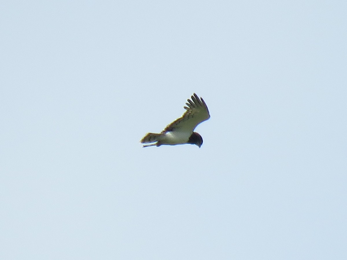 Black-chested Snake-Eagle - ML633770207