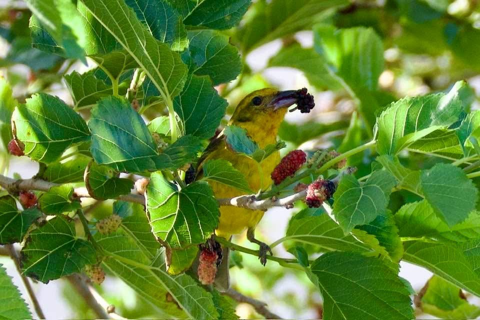 Flame-colored Tanager - ML633770358