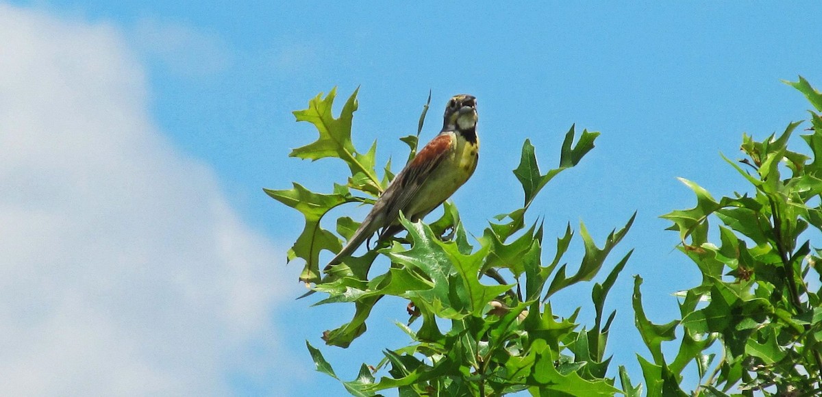 Dickcissel - ML63377061