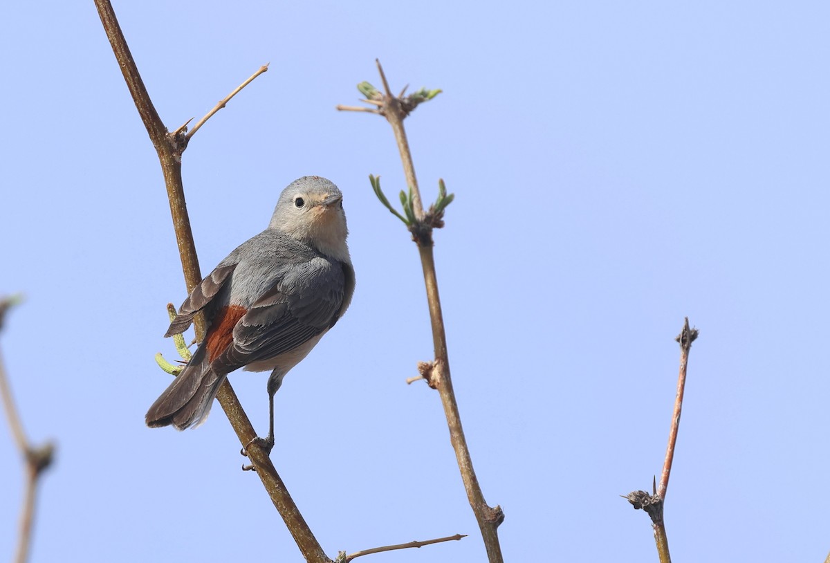 Lucy's Warbler - ML633770794