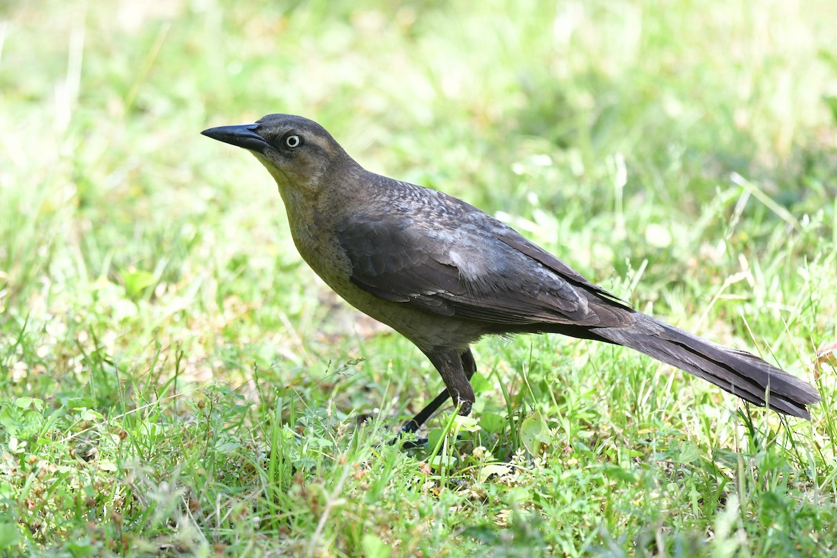 Great-tailed Grackle - ML633770903