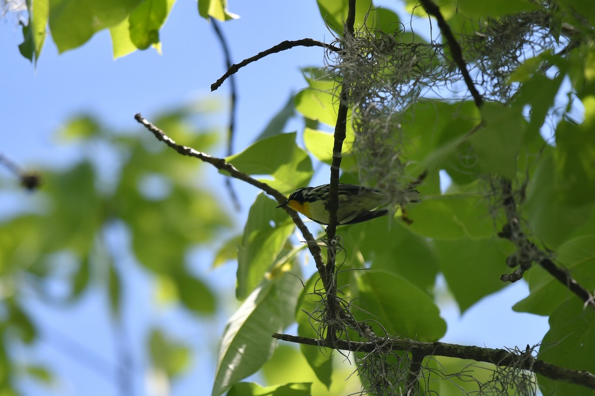 Yellow-throated Warbler - ML633770920