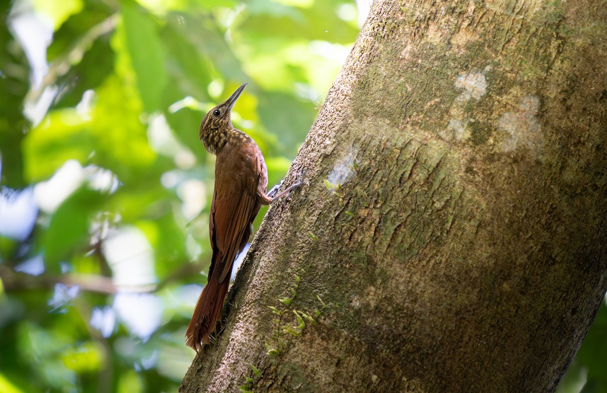 Piping Woodcreeper - ML633770983